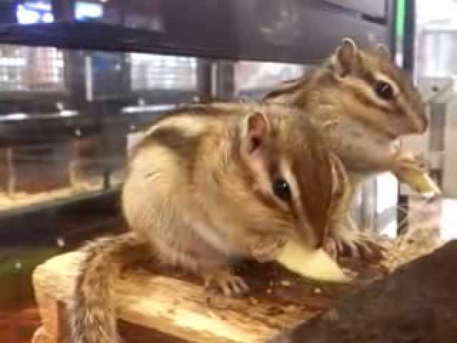 Conoce todo sobre Tumascota Villabona: tu mejor amigo en la ciudad